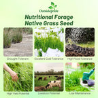 Outsidepride Switchgrass Seed - 5 lbs. Perennial Hardy, Drought & Flood Tolerant Native Grass Seed Ideal Fast-Growing Grasses for Erosion Control, Wildlife Forage & Food Plots, Thrives in Poor Soil