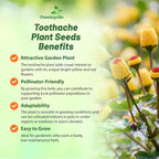 Outsidepride Toothache Plant Seeds - 10000 Pcs. Perennial, Easy to Grow & Pollinator Friendly, Herb Seeds for Planting Ornamental, Pompom-Shaped Yellow Blooms for Culinary Creations & Herb Gardens