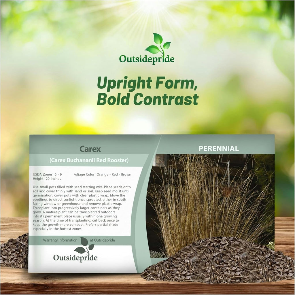 Outsidepride Carex Red Rooster Ornamental Grass Seed – 400 Pcs. Perennial, Low-Maintenance, Drought-Tolerant Grass Seeds with Low Growing Foliage for Borders, Ground Covers, & Outdoor Living Spaces