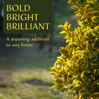 6 Golden Euonymus Shrubs | Live Plants in 2.5-inch Nursery Cubes | Japonica ‘Aureo-Marginatus’ Variety | Easy-Care Evergreen | Variegated Yellow-Green Foliage | Hedges & Shrubs for Home & Garden