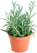 Shop Succulents String of Fishhooks Hanging Succulent, Senecio Radicans Glauca, Fully Rooted Live 4" Succulent Plant, Low Maintenance Indoor Plant, Hardy Succulents, Trailing Succulents, Gift & Garden