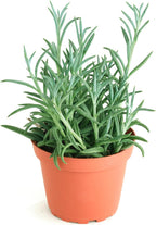 Shop Succulents String of Fishhooks Hanging Succulent, Senecio Radicans Glauca, Fully Rooted Live 4" Succulent Plant, Low Maintenance Indoor Plant, Hardy Succulents, Trailing Succulents, Gift & Garden