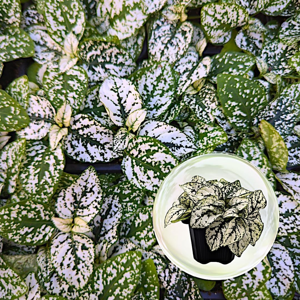 Polka Dot Plant (4-Pack) - Live Houseplants, Small Indoor Plants, Hypoestes White- Colorful, Air-Purifying House Plants