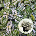 Polka Dot Plant (4-Pack) - Live Houseplants, Small Indoor Plants, Hypoestes White- Colorful, Air-Purifying House Plants