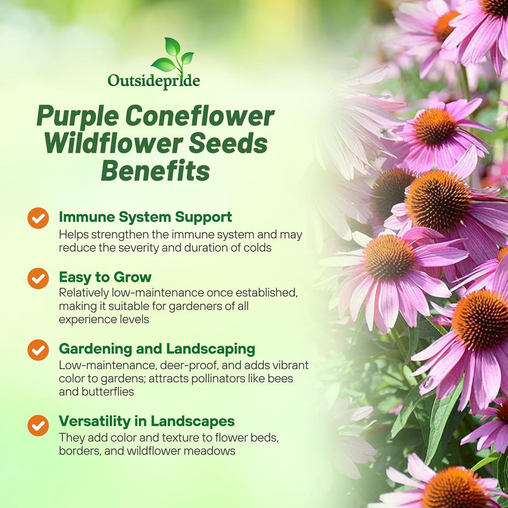 Outsidepride Purple Echinacea Coneflower Seeds - 1/4 lb Perennial, Deer-Proof & Drought Tolerant Flower Seeds with Daisy-Like Blooms for Pollinator-Friendly Gardens, Borders, & Meadows