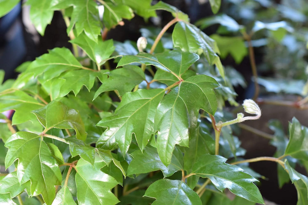 Grape Ivy - 3 Live Plants in 4 Inch Pots -Cissus Rhombifolia - Beautiful Easy Care Indoor Houseplant Vine