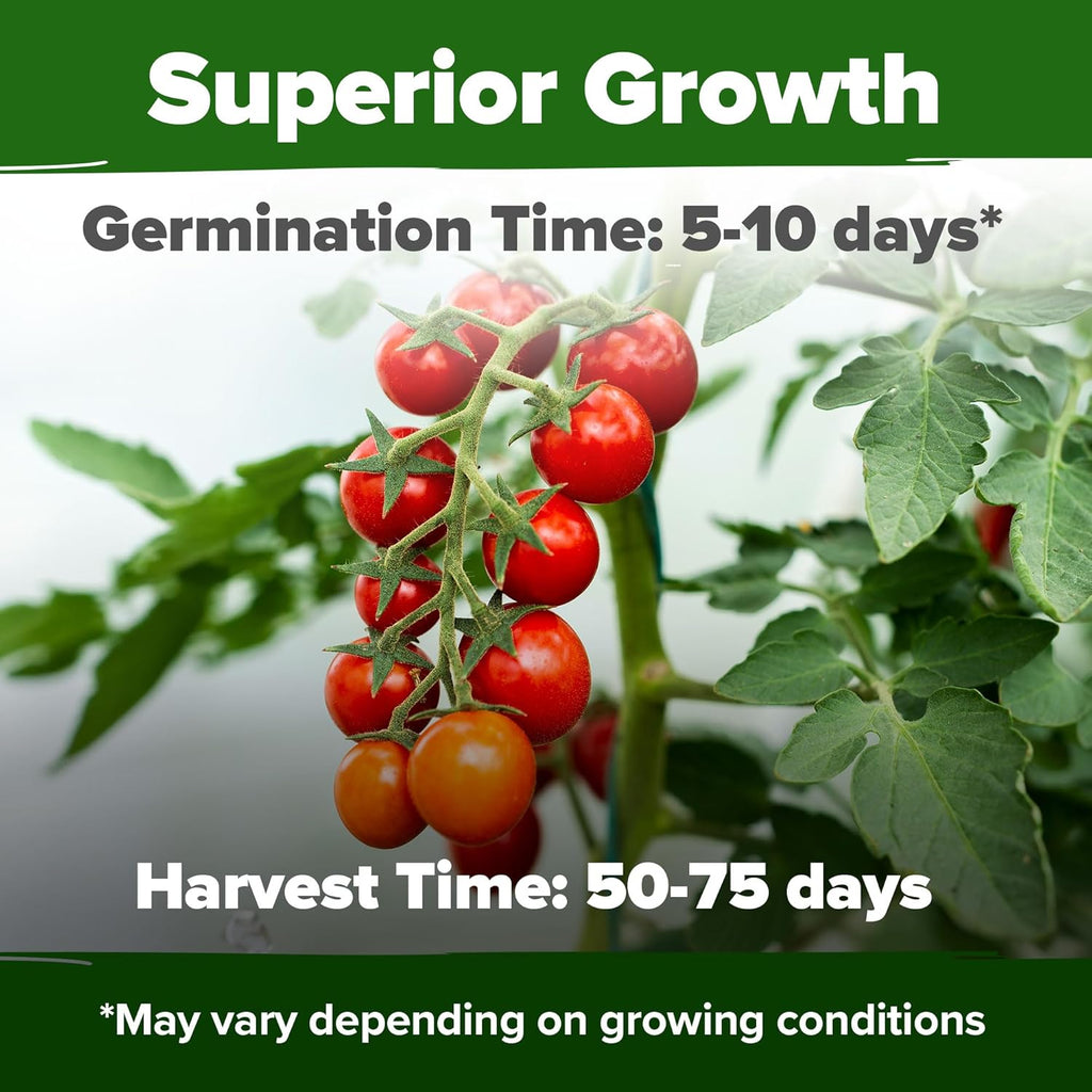 HOME GROWN Large Red Cherry Tomato Seeds Pack– 500 High Germination Heirloom Seeds – 𝗡𝗢𝗡-𝗚𝗠𝗢 𝗨𝗦𝗔 Vegetable Seeds for Garden,Homestead & Self-Sufficient Growing(Solanum lycopersicum)