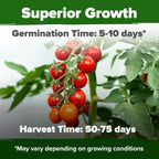 HOME GROWN Large Red Cherry Tomato Seeds Pack– 500 High Germination Heirloom Seeds – 𝗡𝗢𝗡-𝗚𝗠𝗢 𝗨𝗦𝗔 Vegetable Seeds for Garden,Homestead & Self-Sufficient Growing(Solanum lycopersicum)