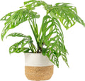 Costa Farms Monstera Esqueleto Live Plant | 2-3 Feet Tall | Large Tropical Houseplant in 10-Inch Plant Pot | Gift for Housewarming, Birthday | Perfect Decor for Home, Office, and Room