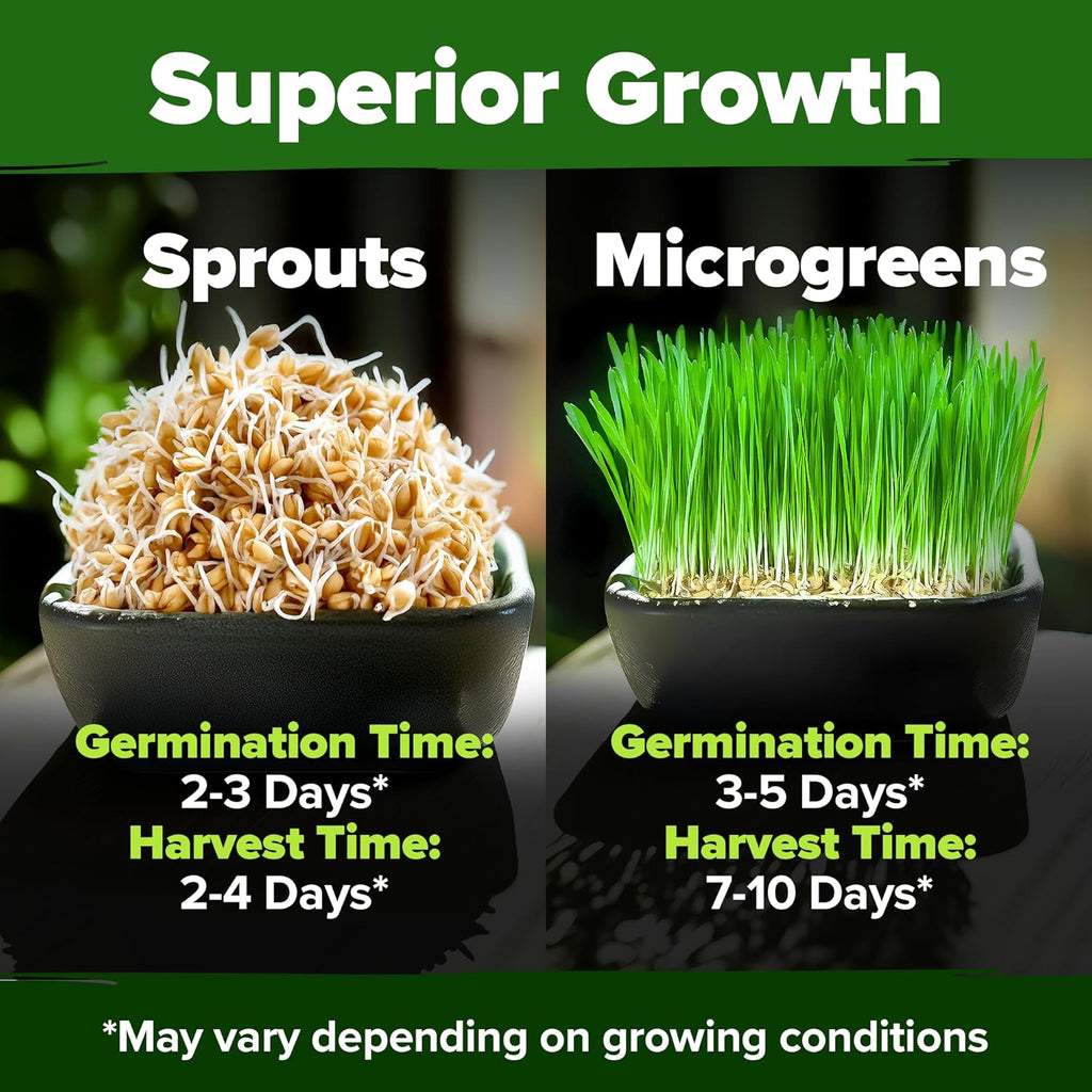 HOME GROWN 12,000+ Wheatgrass Seeds Bulk Pack(1.5 lb) 𝗡𝗢𝗡-𝗚𝗠𝗢 𝗨𝗦𝗔 Hard Red Winter Wheatgrass – Heirloom, Sprouting for Juicing, Microgreens, Smoothies & Indoor Gardening(Triticum aestivum)