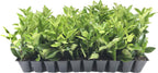 Ligustrum Waxleaf Privet - 10 Live Plants 2" Pot Size - Evergreen Privacy Hedge