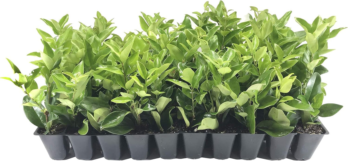 Ligustrum Waxleaf Privet - 40 Live Plants 2" Pot Size - Evergreen Privacy Hedge