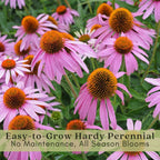 Clovers Garden Purple Coneflower (Echinacea Purpurea) Plants – Two (2) Live Plants – Non-GMO - Not Seeds - Each 4" to 8" Tall – in 4" Inch Pots – Hardy Flowering Perennial, Pollinator Favorite