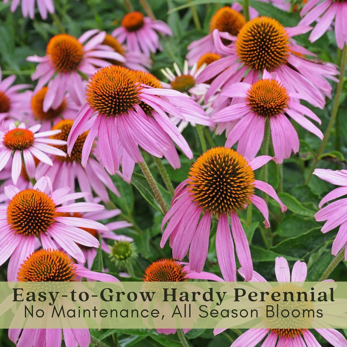 Clovers Garden Purple Coneflower (Echinacea Purpurea) Plants – Two (2) Live Plants – Non-GMO - Not Seeds - Each 4" to 8" Tall – in 4" Inch Pots – Hardy Flowering Perennial, Pollinator Favorite