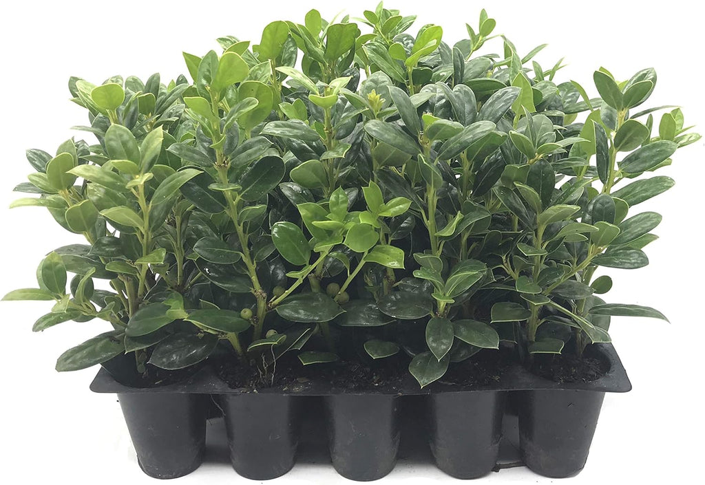 Burfordi Holly | 10 Live Plants | Ilex Cornuta | Fast Growing Evergreen Shrubs, Privacy Hedge Plants, Dark Green Foliage, Low Maintenance Landscaping, Ideal for Hedges and Borders
