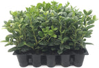 Burfordi Holly | 10 Live Plants | Ilex Cornuta | Fast Growing Evergreen Shrubs, Privacy Hedge Plants, Dark Green Foliage, Low Maintenance Landscaping, Ideal for Hedges and Borders