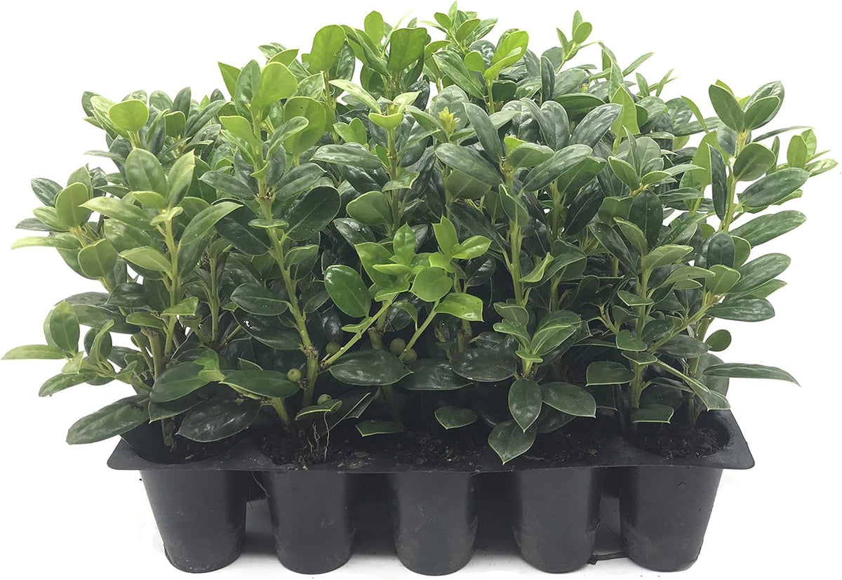 Burfordi Holly | 10 Live Plants | Ilex Cornuta | Fast Growing Evergreen Shrubs, Privacy Hedge Plants, Dark Green Foliage, Low Maintenance Landscaping, Ideal for Hedges and Borders