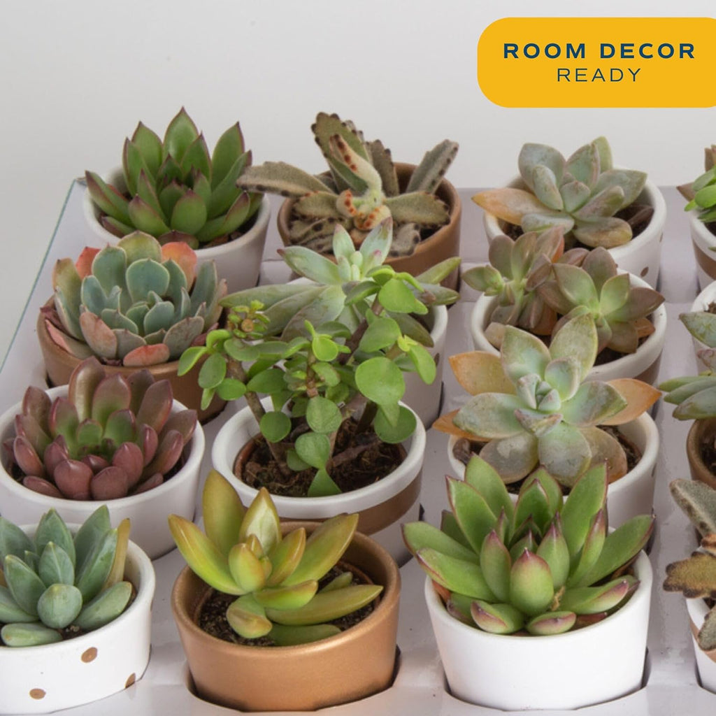 Costa Farms Mini Succulent Live Plants in Decorative Pots, Easy to Maintain Indoor Succulents, Houseplants for Home or Office Decor, House Warming or Party Favors, 2-3.5 Inches Tall, Pack of 48