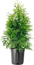 Thuja Green Giant | 1 Extra Large 3 Gallon Tree | Thuja standishii x plicata | Fast Growing Privacy Screen | Evergreen Landscape Plants for Borders