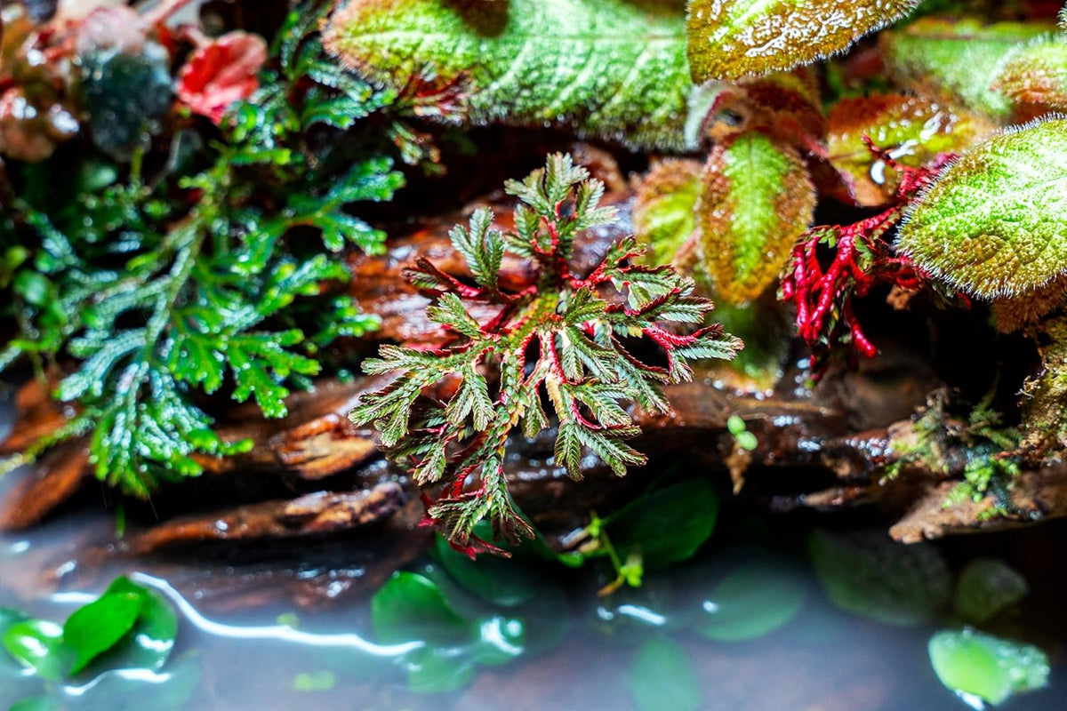 SubstrateSource Live Terrarium Plants - Spikey Moss for Terrariums, Paludariums - Easy, Beginner Friendly (Selaginella Erythropus Ruby Red Club Moss, (3 Pots))