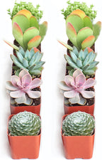 Shop Succulents Assorted Succulent Plant Pack Collection - Live Mini Succulent Plants, Low Maintenance, Mixture of Colors & Textures - Wedding and Party Favors, Gift & Garden, Pack of 10