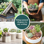 Shop Succulents Collectors Succulent Plant Pack Collection - Live Mini Succulent Plants, Low Maintenance, Colors & Textures - Wedding and Party Favors, Gift & Garden, Pack of 256