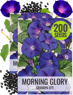 Seed Needs, Grandpa OTT Morning Glory Seeds - 100 Heirloom Seeds for Planting Ipomea purpurea - Annual Blue/Violet Blooms, Flowering Vine for a Natural Privacy Fence (2 Packs)