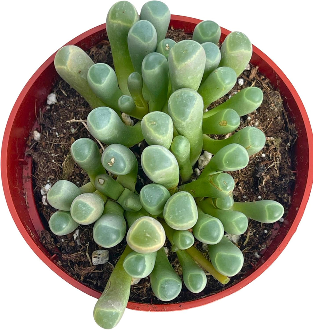 Live Succulent 4" "Baby Toes Fenestraria Rhopalophylla, Succulents Plants Live Fully Rooted House Plant for Home Office Decoration, DIY Projects by The Succulent Cult