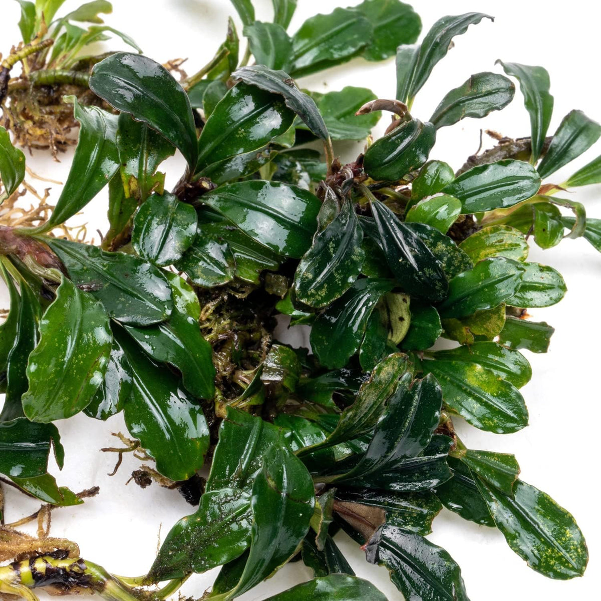 SubstrateSource Bucephalandra Arrogant Blue Live Aquarium Plant - Natural Freshwater Fish Tank Decorations and Aquatic Decor (Plant (6-10 Leaves))