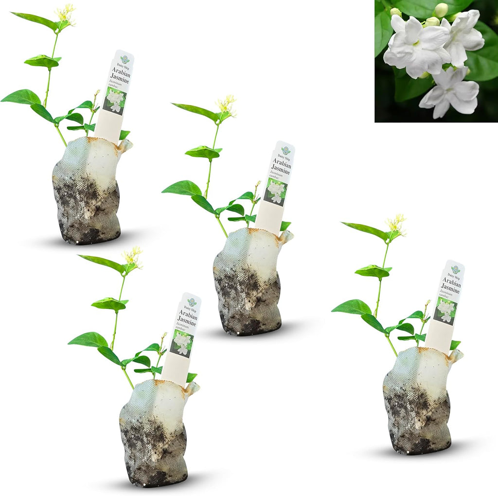 Arabian Jasmine (Jasminum Sambac) - Live, Fragrant, Blooming, Indoor/Outdoor Decorative Plant (4 Arab jas sacs)