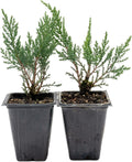 2 Tamarix Juniper in 3.5" Nursery Cubes | Juniperus Sabina ‘Tamariscifolia’ | Dense, Low-Maintenance Evergreen Shrub with Fine, Feathery Foliage | Ready-to-Plant Live Starters