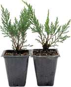 2 Tamarix Juniper in 3.5" Nursery Cubes | Juniperus Sabina ‘Tamariscifolia’ | Dense, Low-Maintenance Evergreen Shrub with Fine, Feathery Foliage | Ready-to-Plant Live Starters