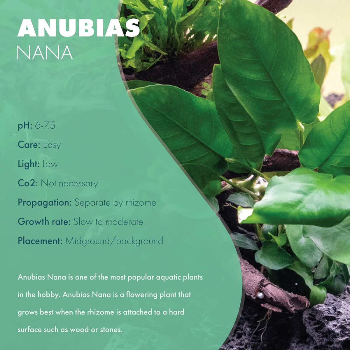 SubstrateSource Anubias Live Aquarium Plants - Potted Freshwater Plant for Fish Tanks, Terrariums - Beginner Friendly Low Light (Nana, 1 Pot)