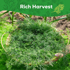 Bouquet Dill Seeds for Planting - 500+ Heirloom, Non-GMO Seeds - Herb Seeds Packet for Plating Home Garden, Herb Garden - Indoor/Outdoor, Easy to Grow