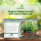 Outsidepride Carex Fresh Look Ornamental Grass Seed – 100 Pcs. Perennial, Low-Maintenance, Drought-Tolerant Grass Seeds with Low Growing Foliage for Borders, Ground Covers, & Outdoor Living Spaces