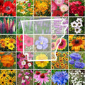 Eden Brothers Arkansas Wildflower Mixed Seeds for Planting, 1 oz, 30,000+ Seeds with African Daisy, Cosmos | Attracts Pollinators, Plant in Spring or Fall, Zones