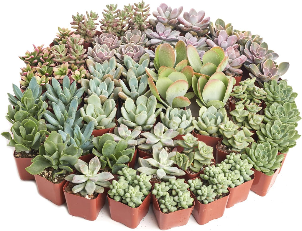 Shop Succulents Pastel Succulent Plant Pack Bulk Collection - Live Mini Succulent Plants, Low Maintenance, Bright & Serene Colors & Textures - Wedding and Party Favors, Gift & Garden, Pack of 140