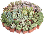 Shop Succulents Pastel Succulent Plant Pack Bulk Collection - Live Mini Succulent Plants, Low Maintenance, Bright & Serene Colors & Textures - Wedding and Party Favors, Gift & Garden, Pack of 140