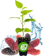 Dwarf Everbearing Black Mulberry Tree Live Plant – Morus nigra – Wellspring Gardens - Premium Fruit Tree for Indoor & Outdoor Planting – Ideal for Gardens, Patio, Landscaping, Bush & Berry Companion