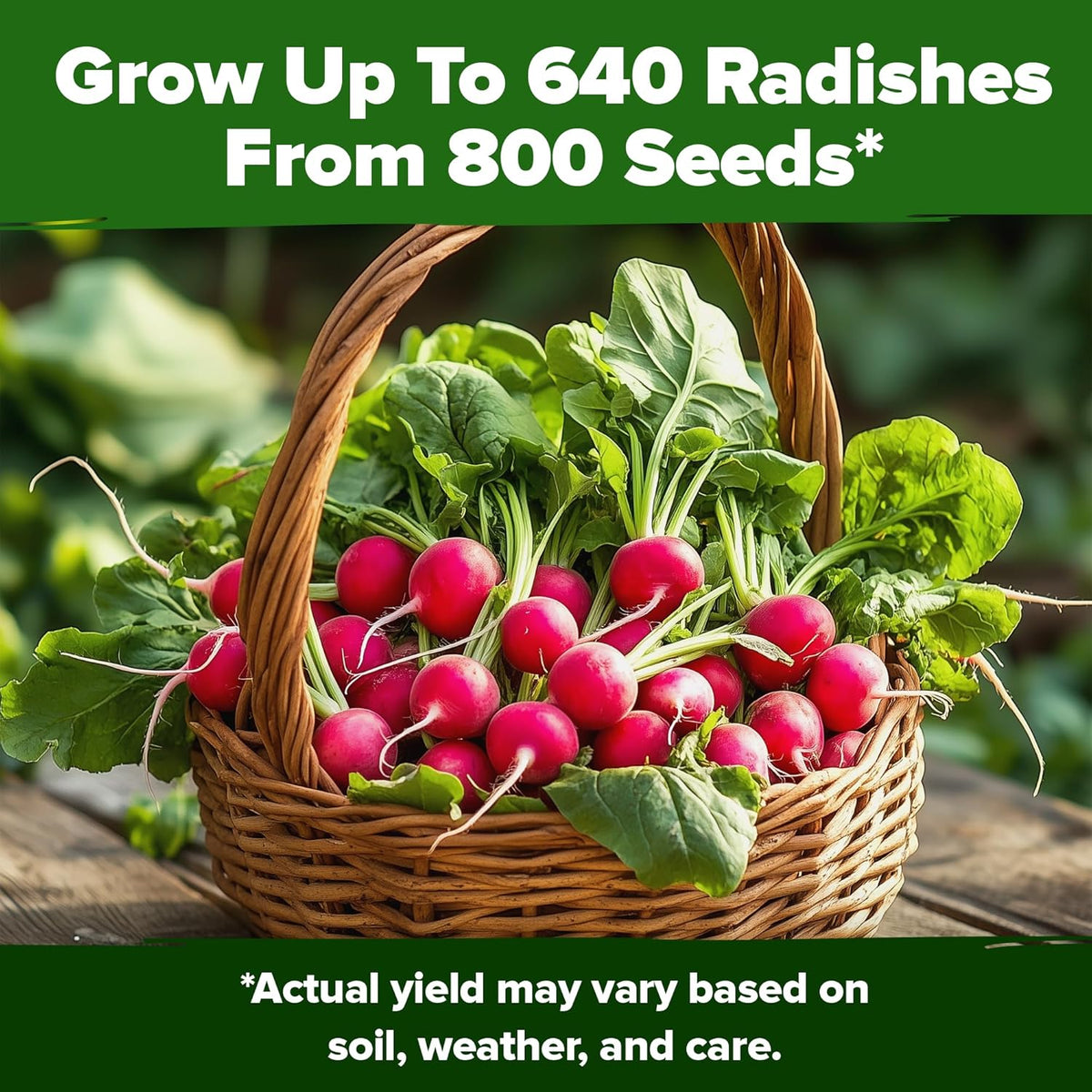 HOME GROWN 𝗨𝗦𝗔 𝗣𝗥𝗘𝗠𝗜𝗨𝗠 Cherry Belle Radish Seeds 800+ 𝗡𝗢𝗡-𝗚𝗠𝗢 Heirloom Vegetable Seeds for Planting Outdoors Harvest in 30 Days Red Radishes, Spring and Fall Gardens (Raphanus Sativus)