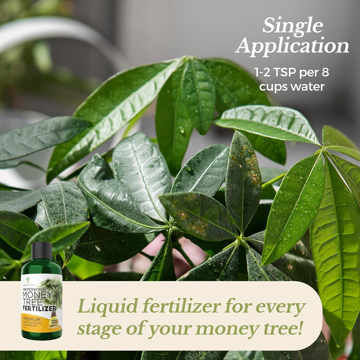 Professional Liquid Money Tree Fertilizer | 3-1-2 Concentrate for Plants and Flowers | Multi-Purpose Blend & Gardening Supplies | 8 oz Bottle