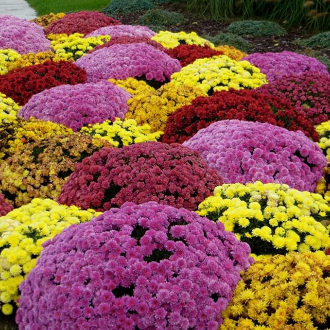 500+ Mixed Color Chrysanthemum Seeds for Planting - Hardy Garden Flower Seeds - Rare Ground Cover Landscape Easy Grow & Maintain