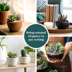Shop Succulents Premium Live Mini Cactus and Succulent Plants in 2" Pots, Easy Care Indoor or Outdoor Gardening, Terrariums, Favors, & Contemporary Spaces with Hardy, Resilient Varieties, Pack of 100