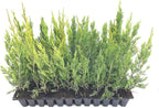 Spartan Juniper | 30 Live Trees | Juniperus Chinensis | Evergreen Privacy Screening Plant
