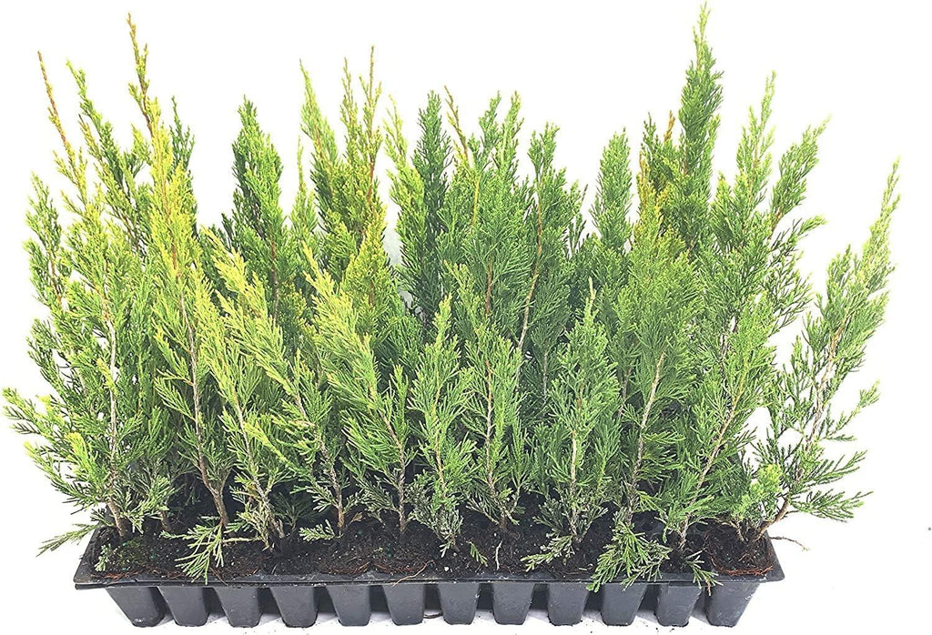 Spartan Juniper | 40 Live Trees | Juniperus Chinensis | Evergreen Privacy Screening Plant