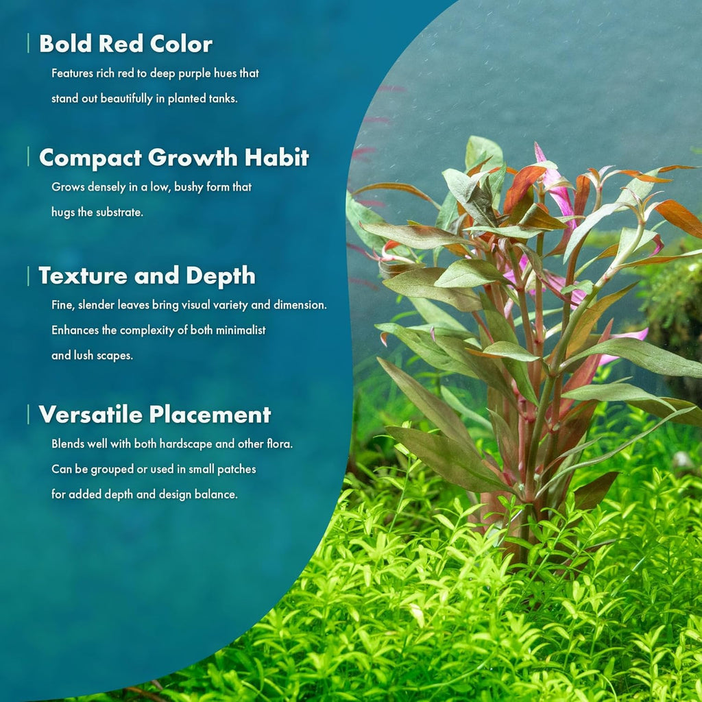 SubstrateSource Live Plants - Alternanthera reineckii ‘Mini’ - Bright Red to Pink Foreground Stem Plant for High Light, CO₂ Aquascaping, Compact Growth Red, Pink, Purple Accent - Lead Bunch
