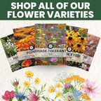 Shade Tolerant Mix – 2,500 Wildflower Seeds for Pollinator Gardens – 2026 Season – 5-Gram Pouch