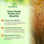 Outsidepride Carex Prairie Fire Ornamental Grass Seed – 400 Pcs. Perennial, Low-Maintenance, Drought-Tolerant Grass Seeds with Low Growing Foliage for Borders, Ground Covers, & Outdoor Living Spaces