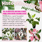 2 Philodendron Live Plant 5-9" Tall, Rare Tropical Indoor Houseplant Home Garden (Mix Rare Philodendron)