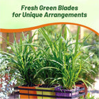 Outsidepride Carex Fresh Look Ornamental Grass Seed – 200 Pcs. Perennial, Low-Maintenance, Drought-Tolerant Grass Seeds with Low Growing Foliage for Borders, Ground Covers, & Outdoor Living Spaces